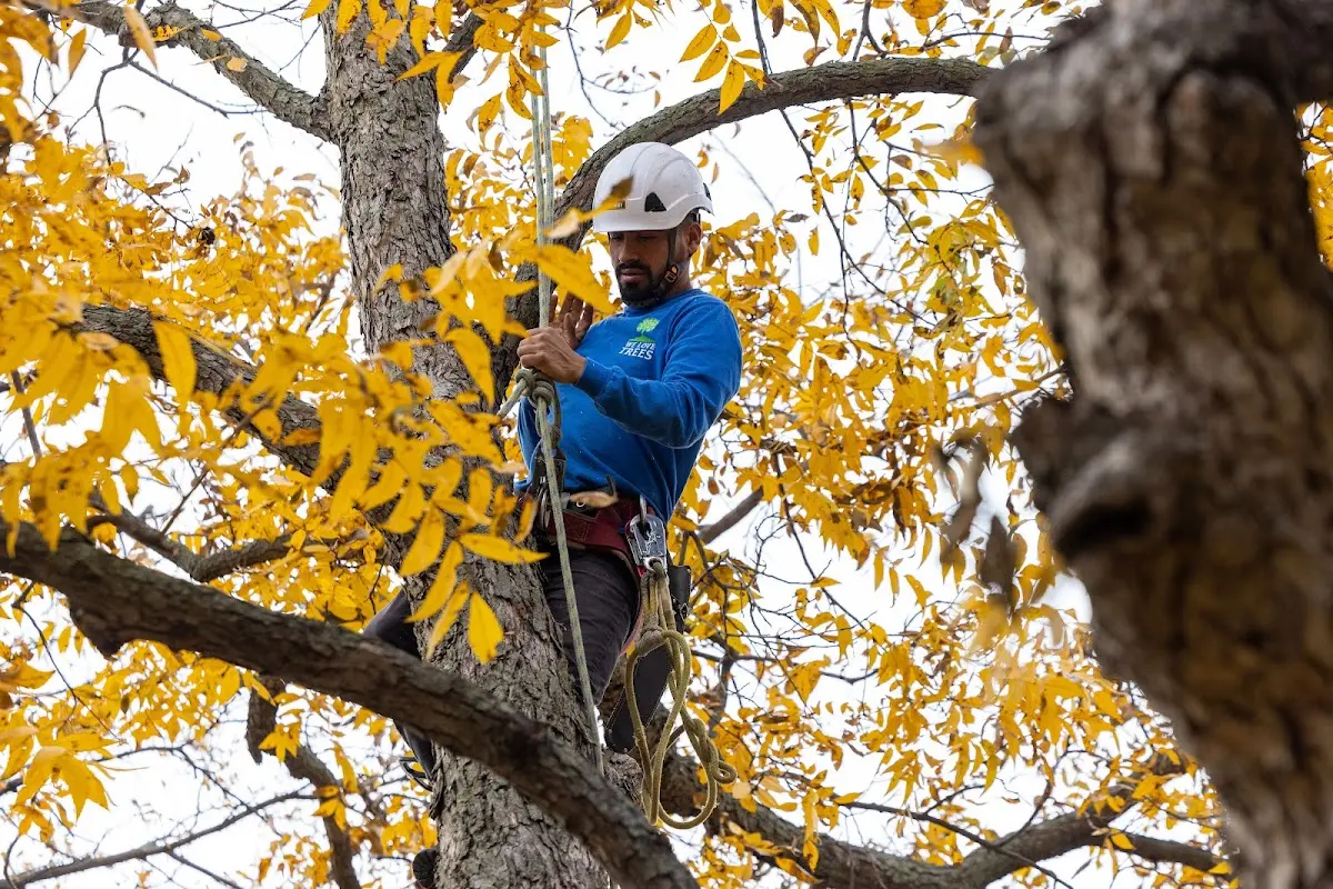 Skilled Tree Transplanting crew working in Ellston